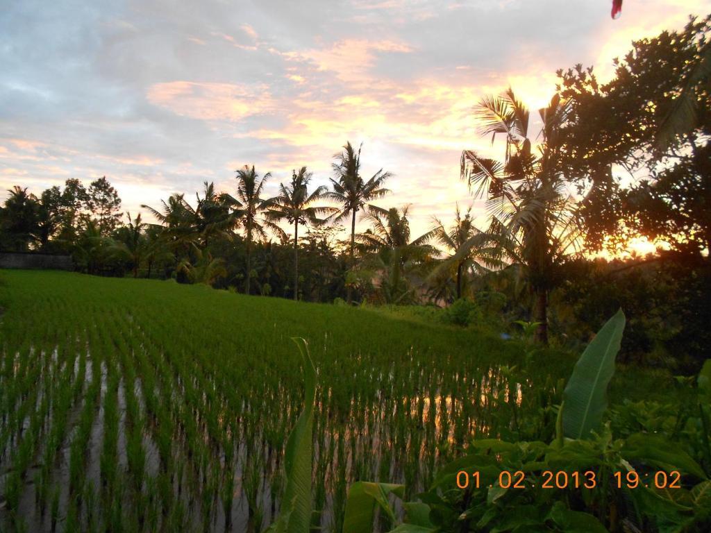 Villa Jasmine B&B Ubud (Bali) Phòng bức ảnh